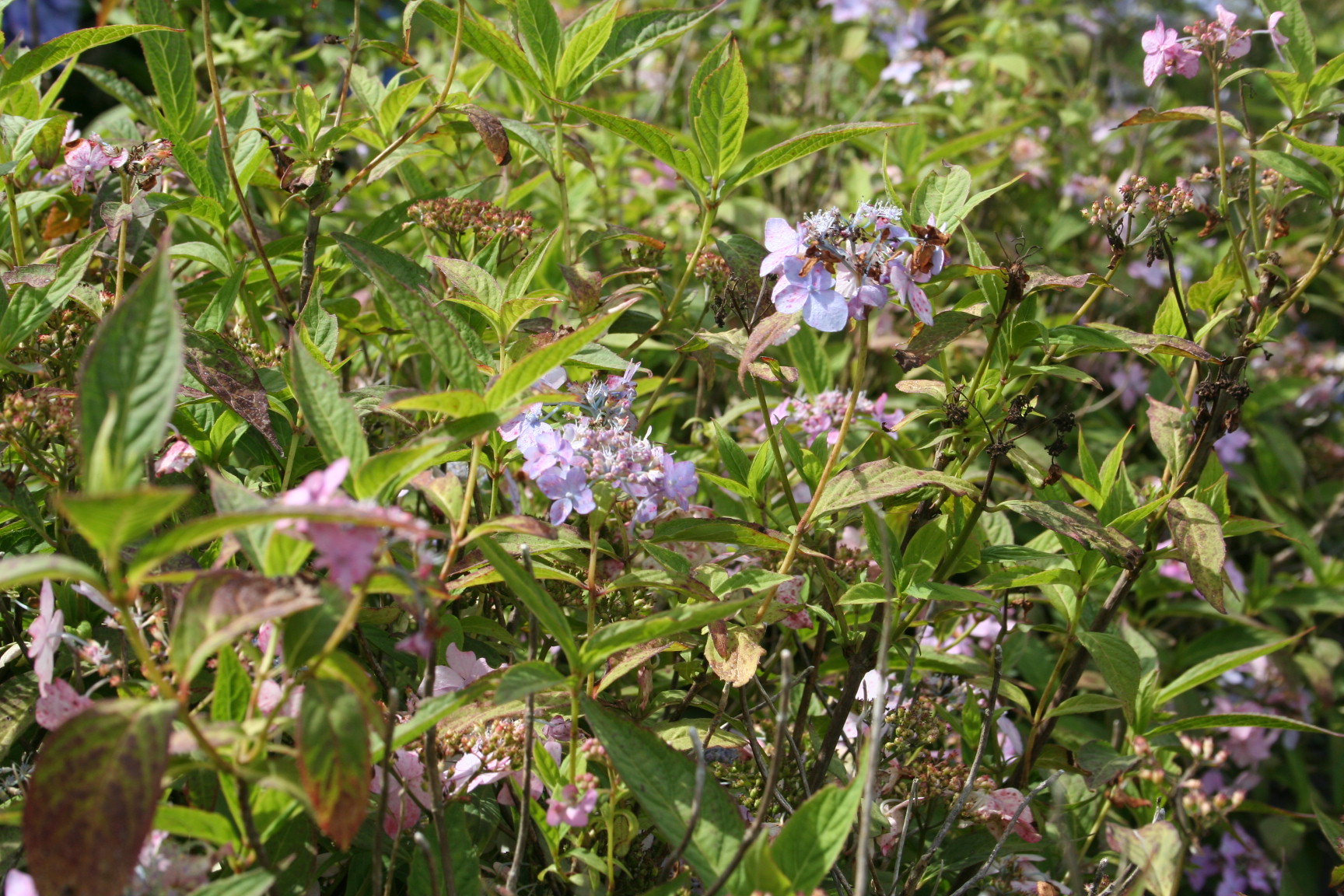Chinensis Hydrangea serrata hortensia fleurs plates