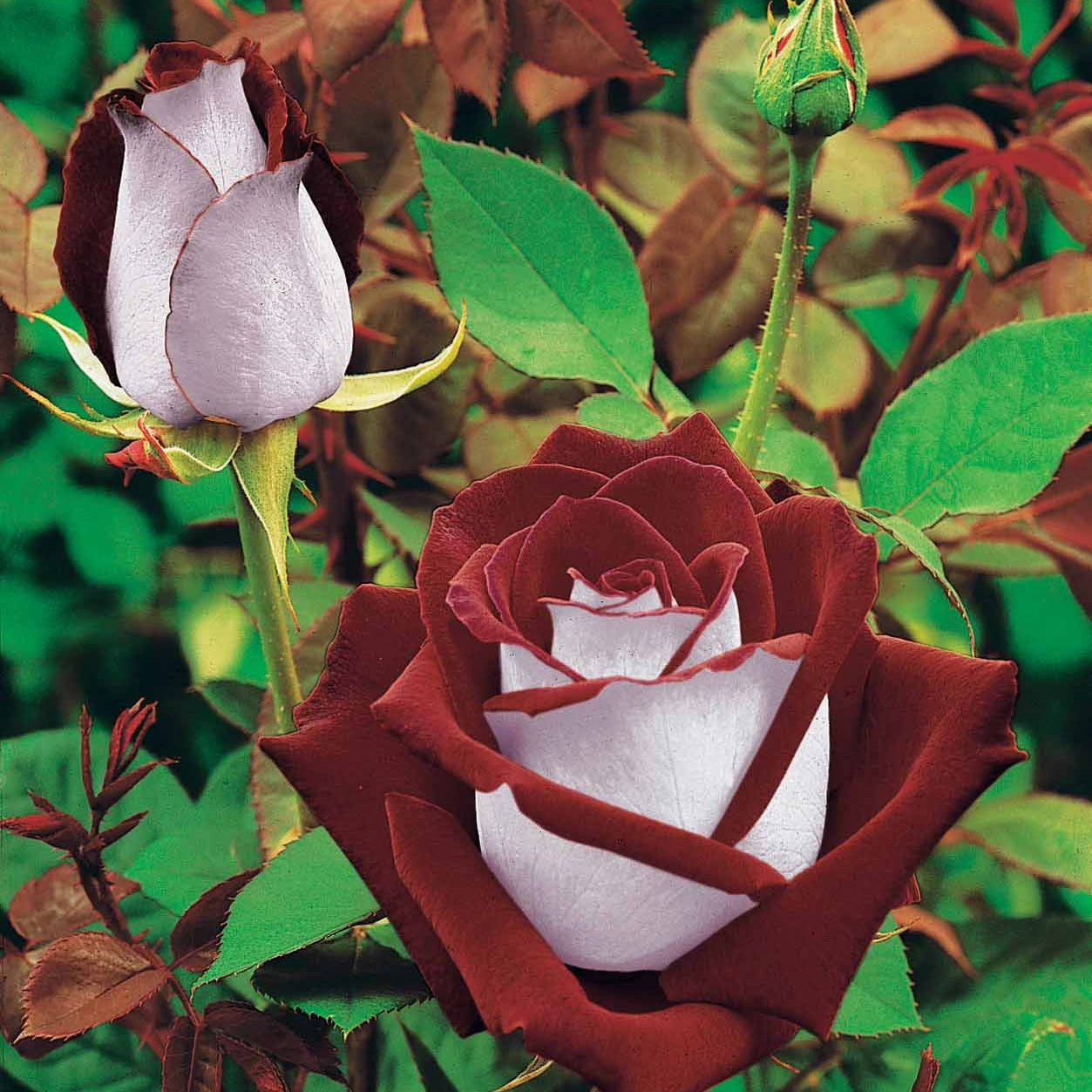 Bakker Rosiers Osiria Famosa Double Delight 3 mottes parfumé