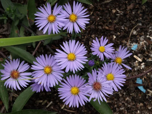 Passion Vivaces Aster laevis Calliope vivace godet bleu
