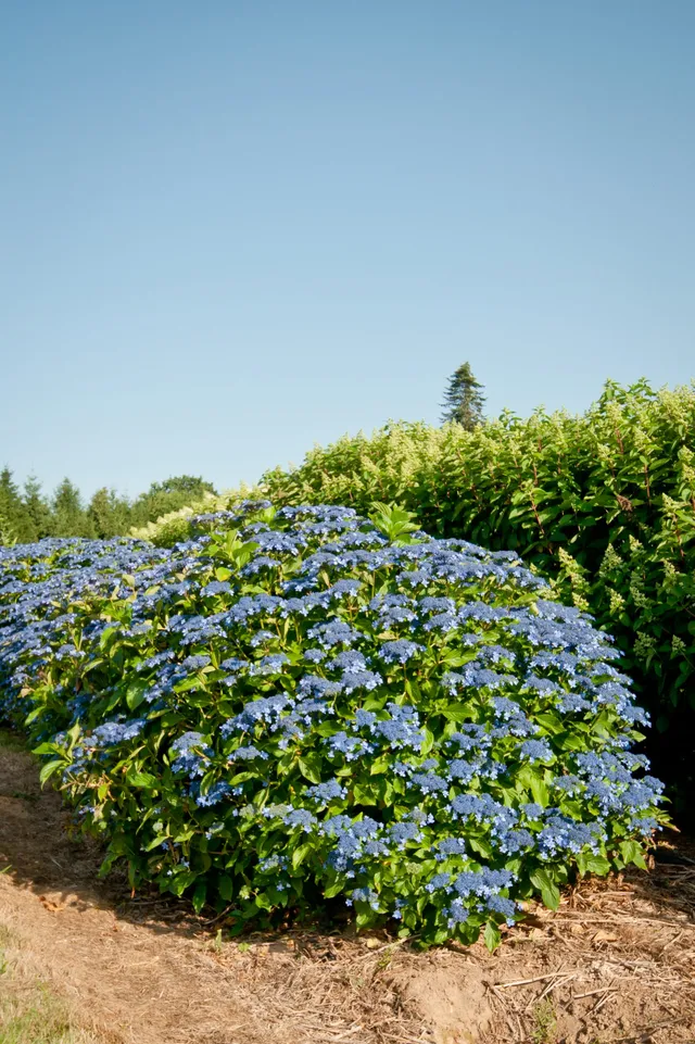 Les Hortensias du Haut Bois Izu no hana hortensia fleurs plates