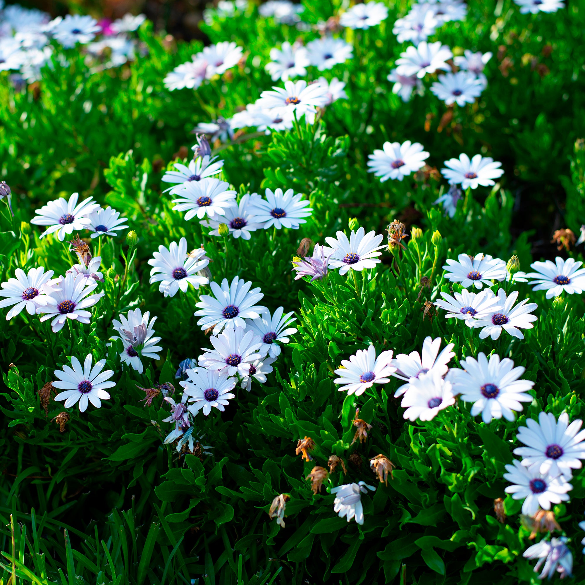 Bakker Terrasse Marguerites du Cap blanches 3 pots fleur blanche