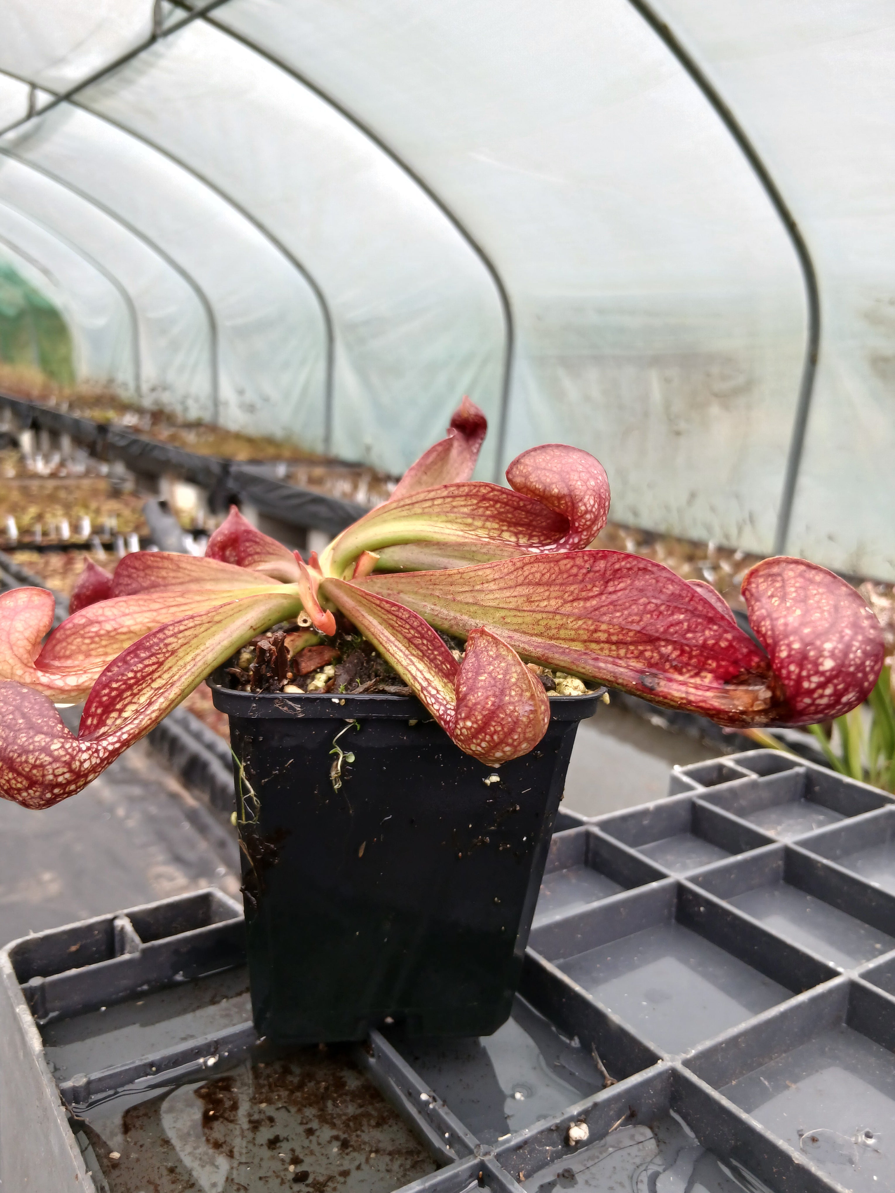 Carniflore Sarracenia psittacina okefenokeensis plante carnivore 1 point