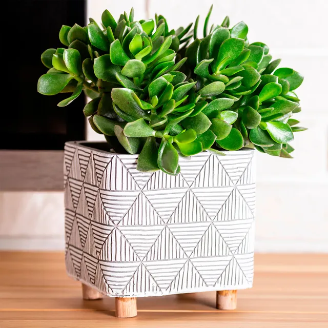 Bakker Crassula ovata argentea plante grasse pot Ø12cm