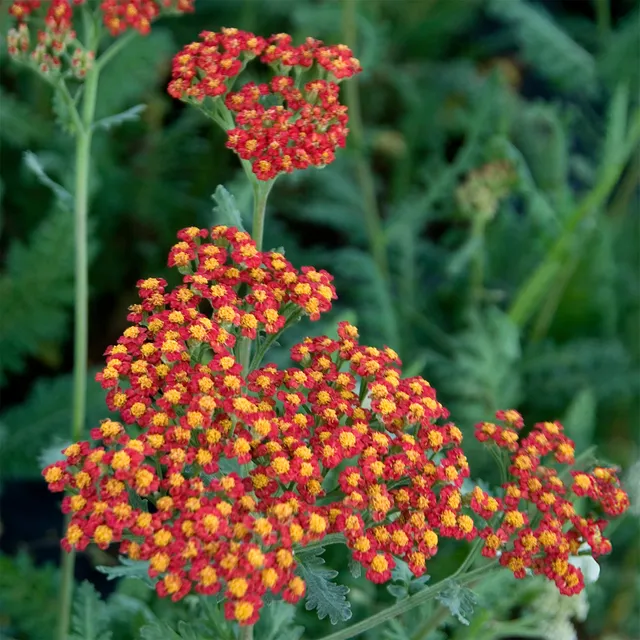 Bakker Vivaces Achillée Millefeuille Safran fleur orange pot 9cm