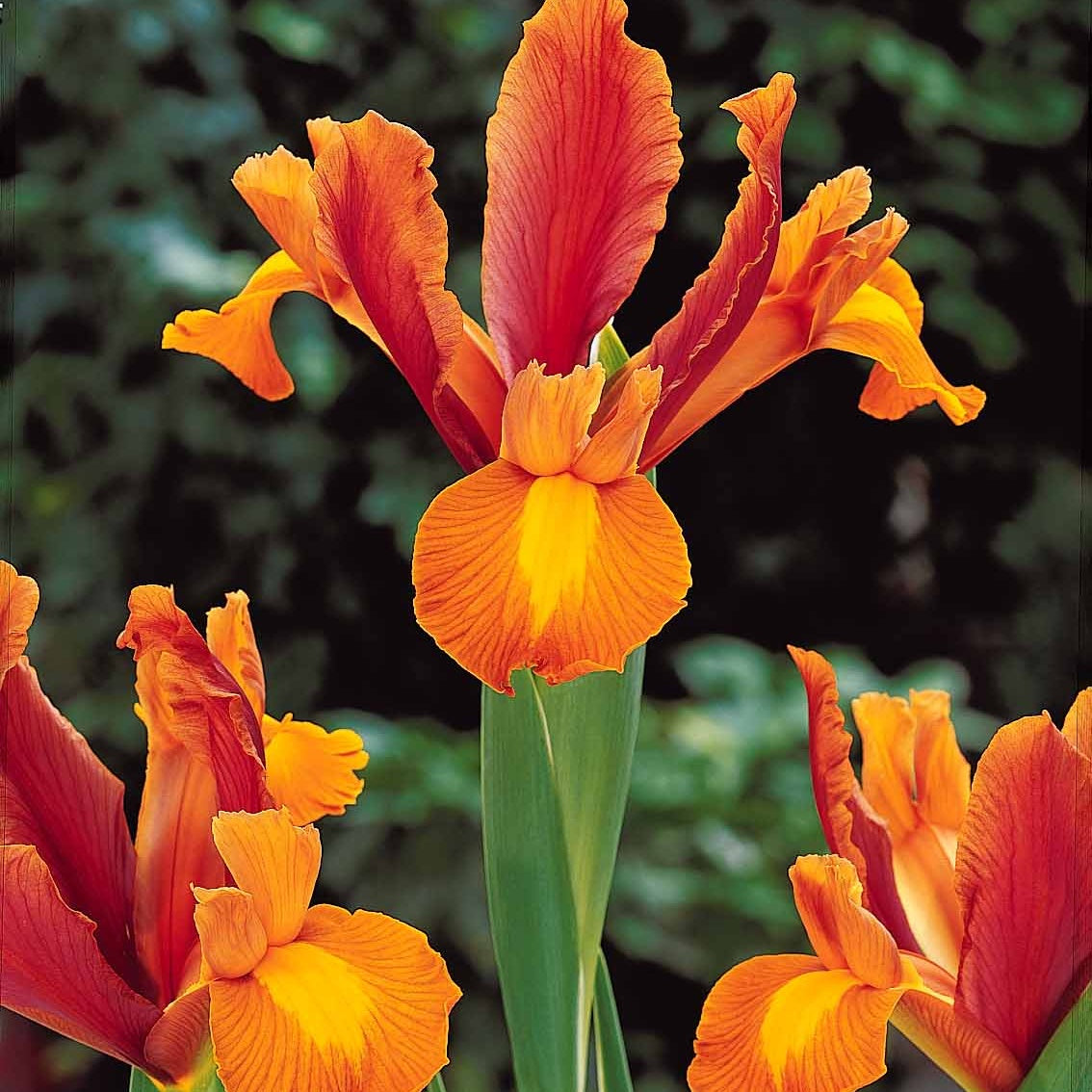 Bakker Bulbes à fleurs Iris de Hollande mélange bulbes sachet 40