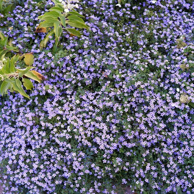 Bakker Bacopa bleu plante retombante pot Ø10,5cm violet