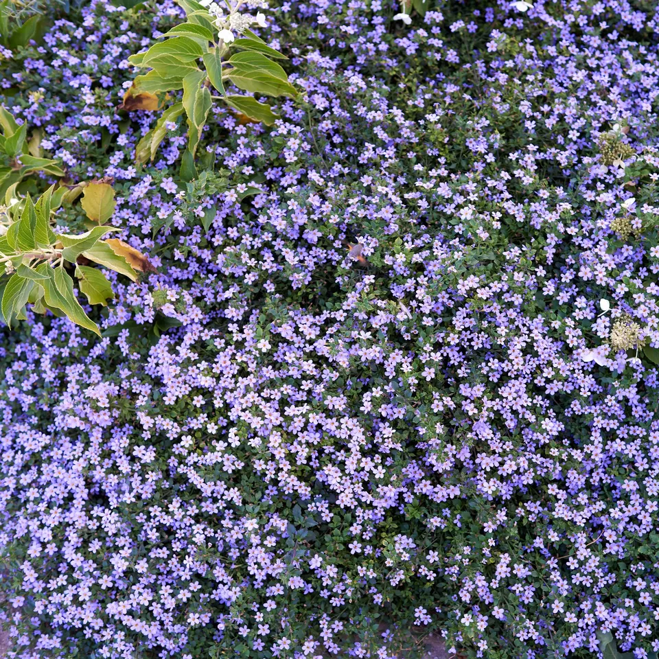Bakker Bacopa bleu plante retombante pot Ø10,5cm violet
