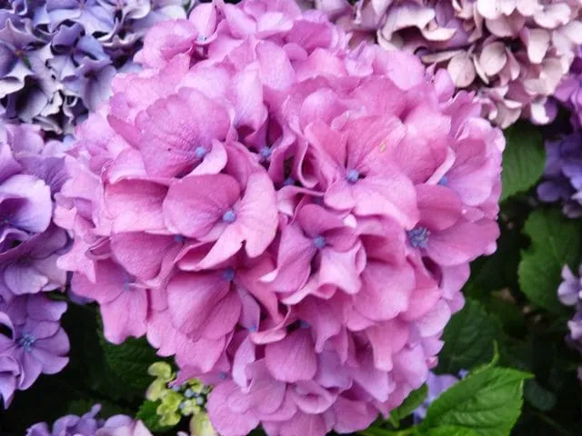 Les Hortensias du Haut Bois Prima hortensia fleurs rondes godet