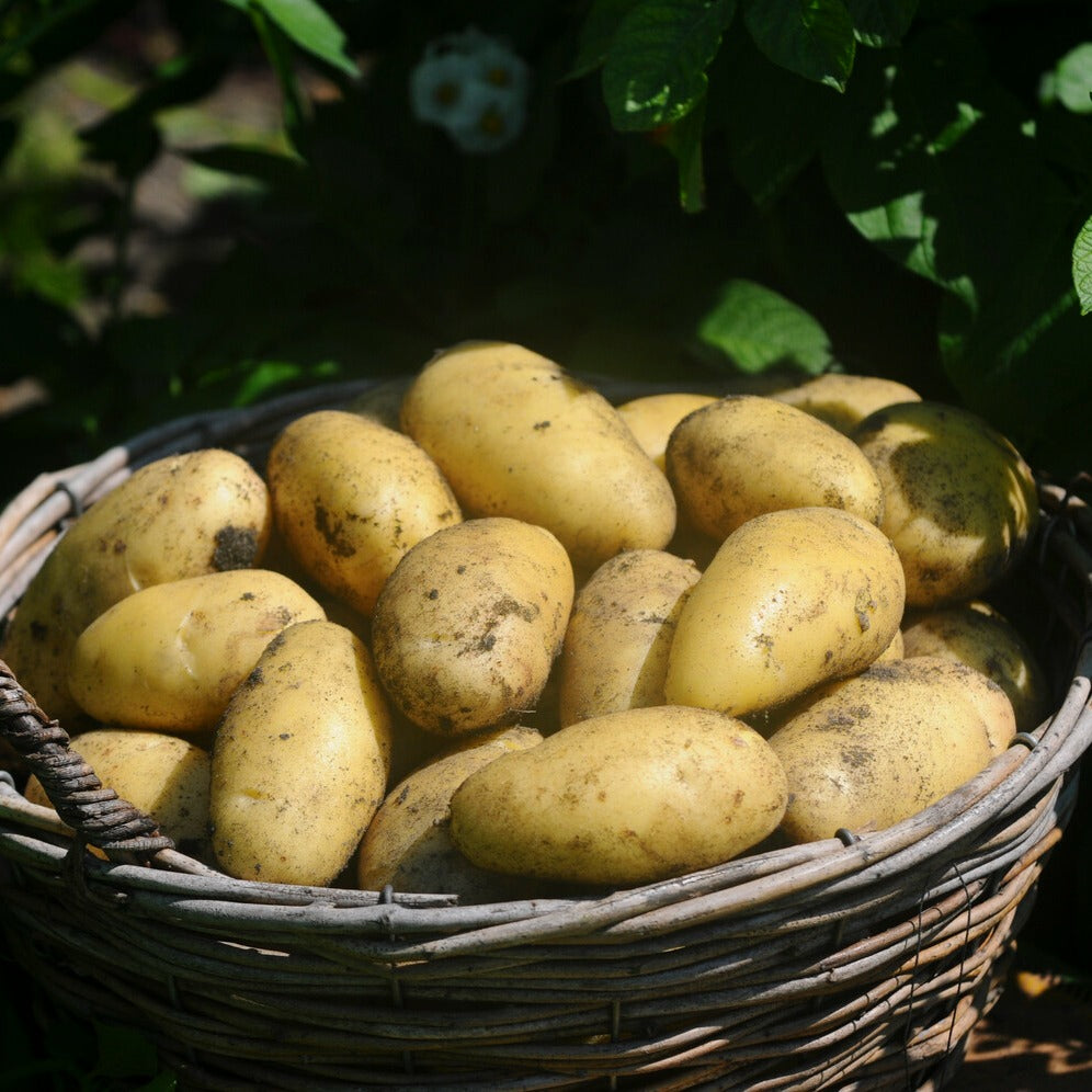 Bakker Annabelle pomme de terre 25 plants chair jaune précoce