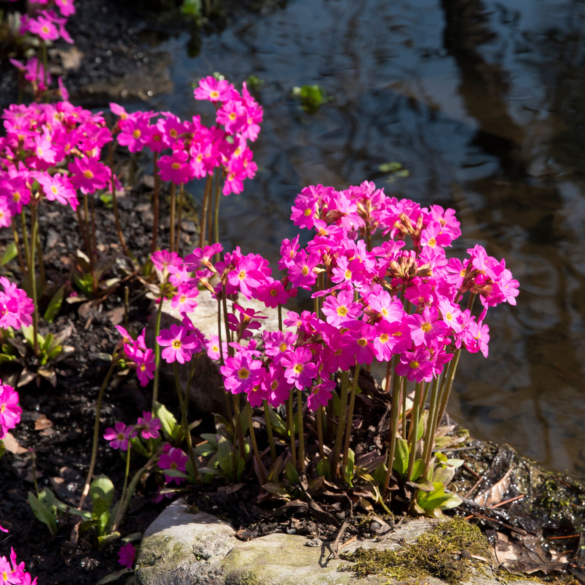 Bakker Plantes de bassin Primevère Grandiflora plante pot 9cm fuchsia