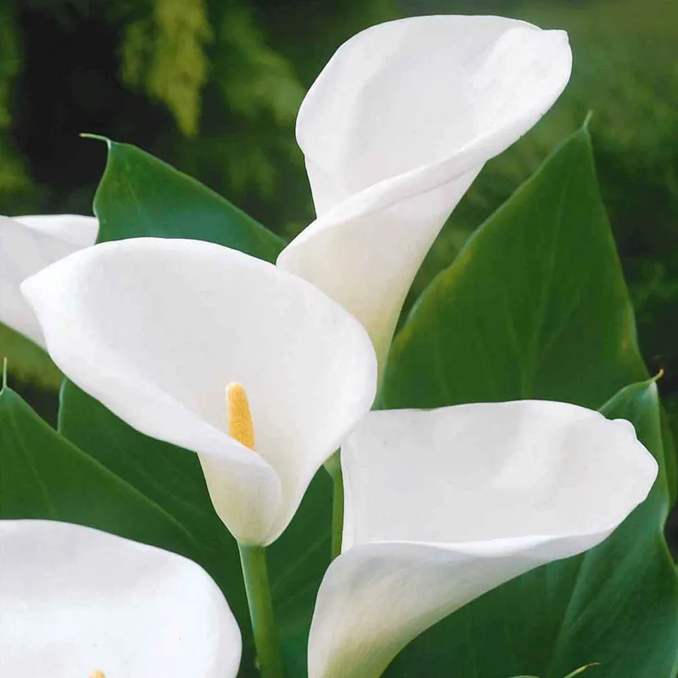 Bakker Bulbes à fleurs 2 Arums blanc d'Ethiopie sachet 2 bulbes