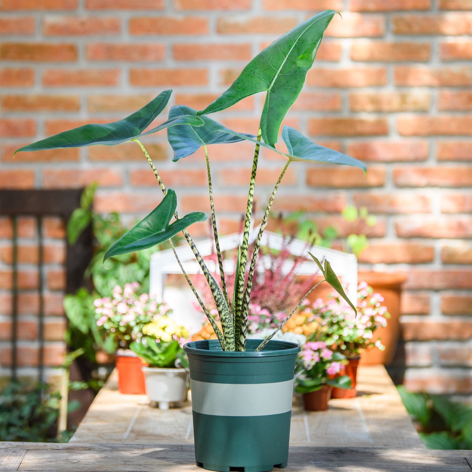 Bakker Zebrina alocasia tigré pot Ø14 cm 40-50 cm