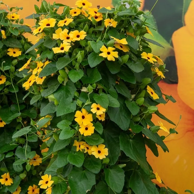 Bakker Suzanne aux yeux noirs plante grimpante pot jaune