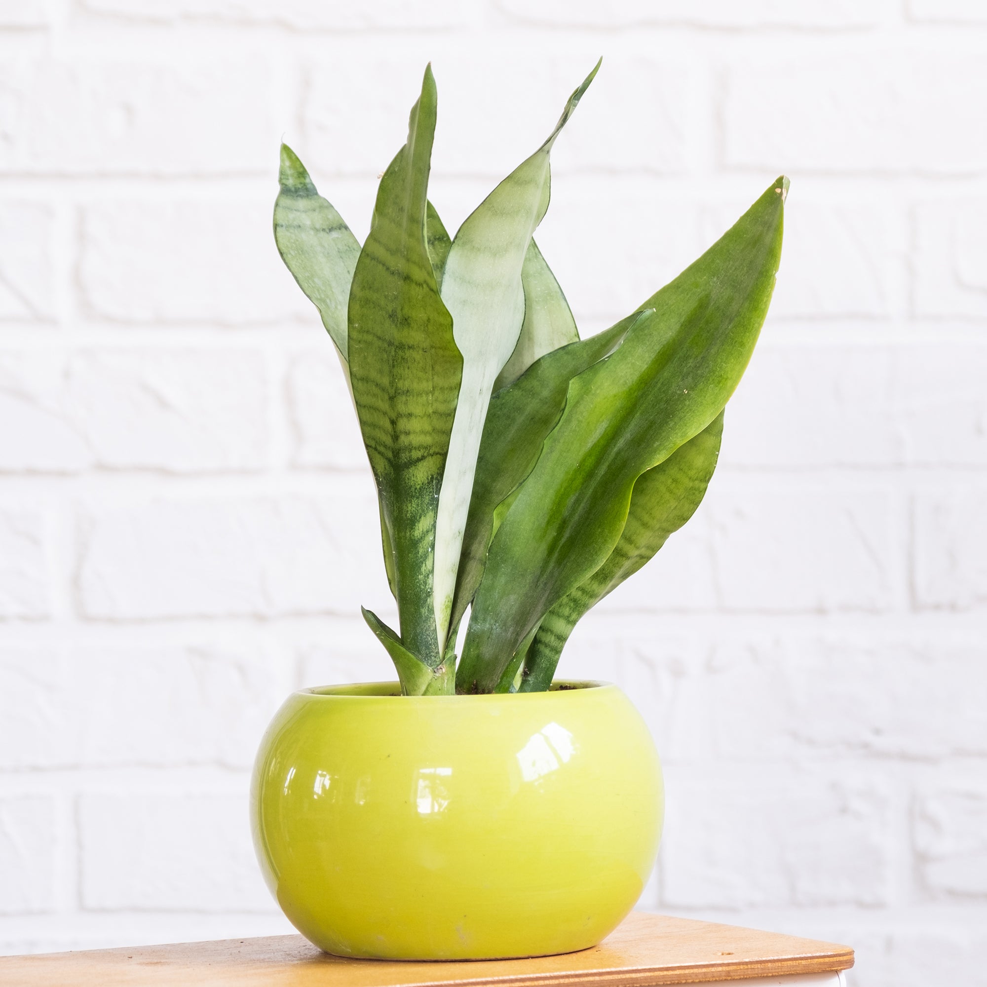 Bakker Sansevieria Moonshine plante intérieur pot Ø12cm argenté