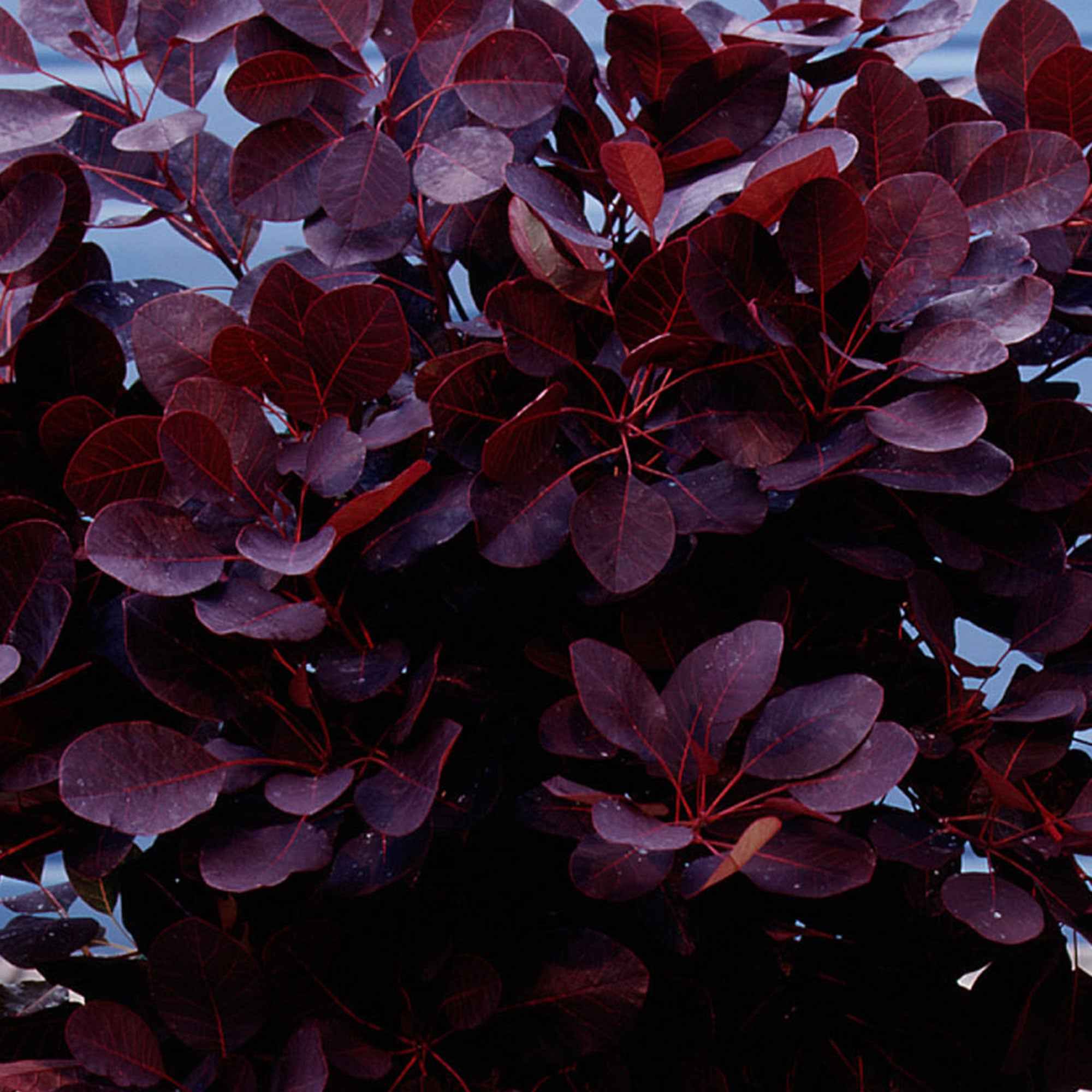 Bakker Arbre à perruques Royal Purple tige 60cm pot 3L pourpre