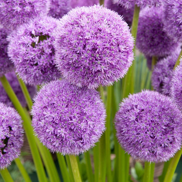Bakker His Excellency bulbe allium sachet 2 bulbes violet