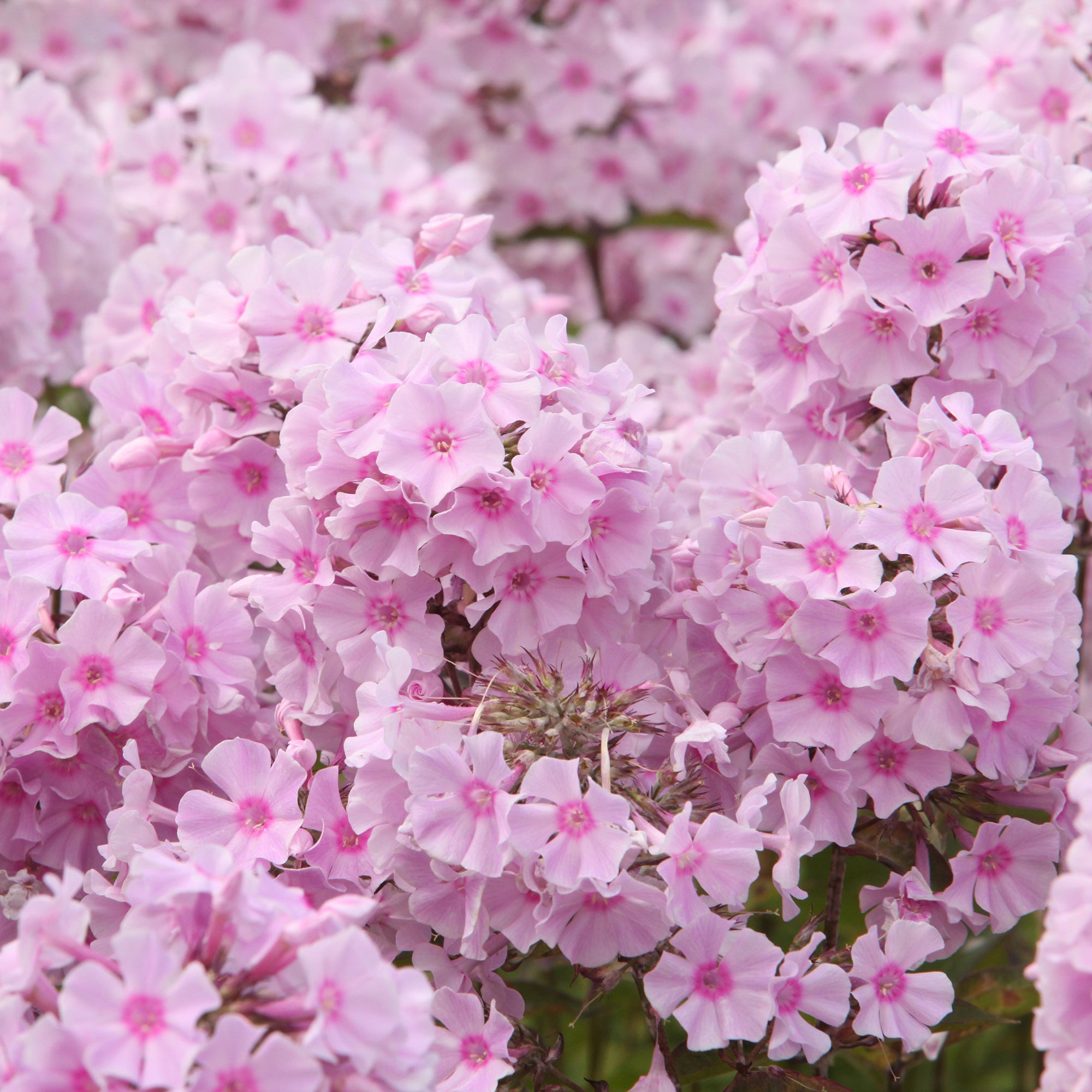 Bakker Phlox paniculé Rosa Pastel vivace pot 9cm fleur rose