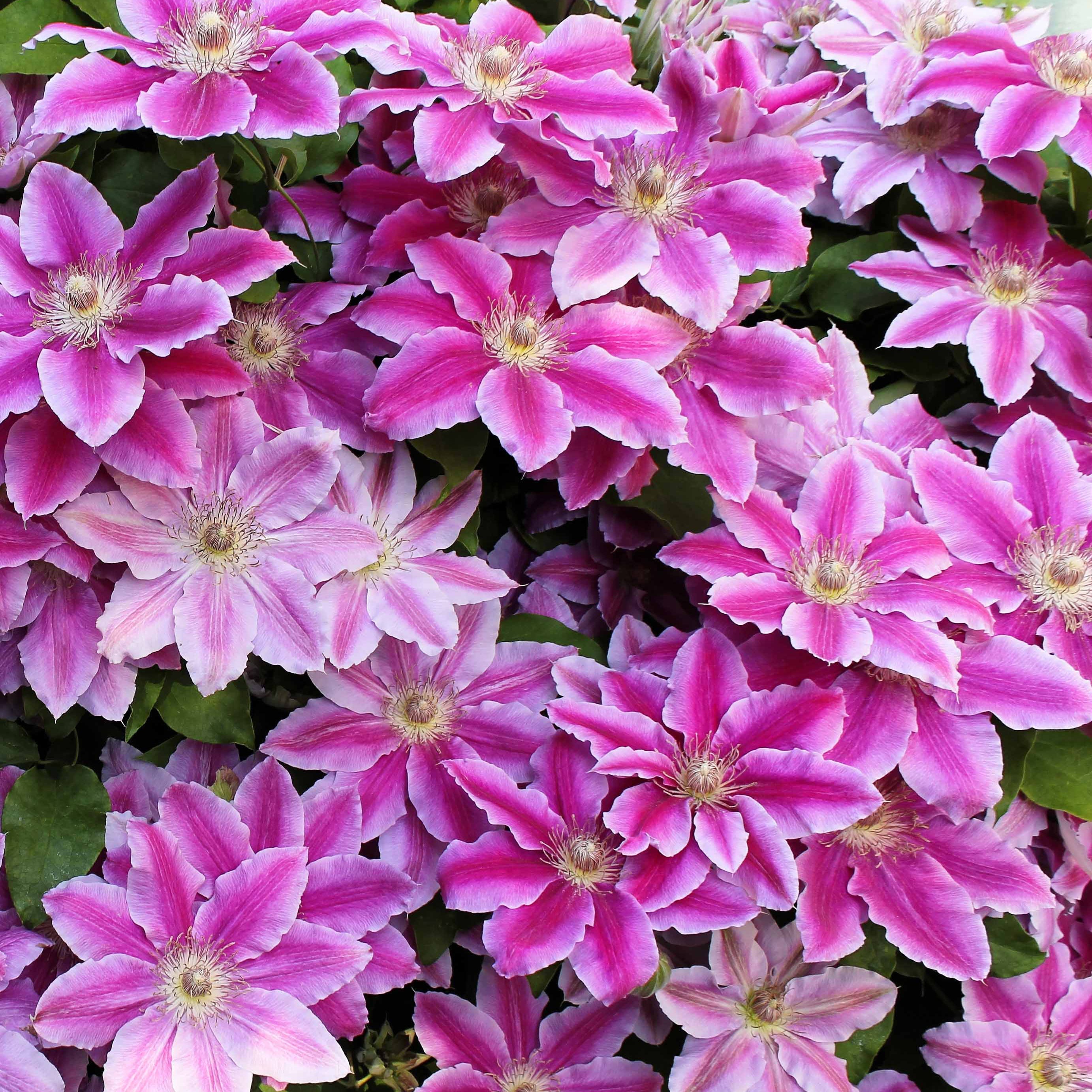 Bakker Plantes d'extérieur Clématite Piilu pot 2L rose