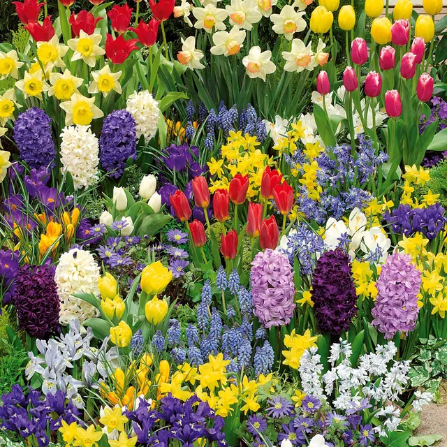 Bakker Collection 200 bulbes floraison printanière