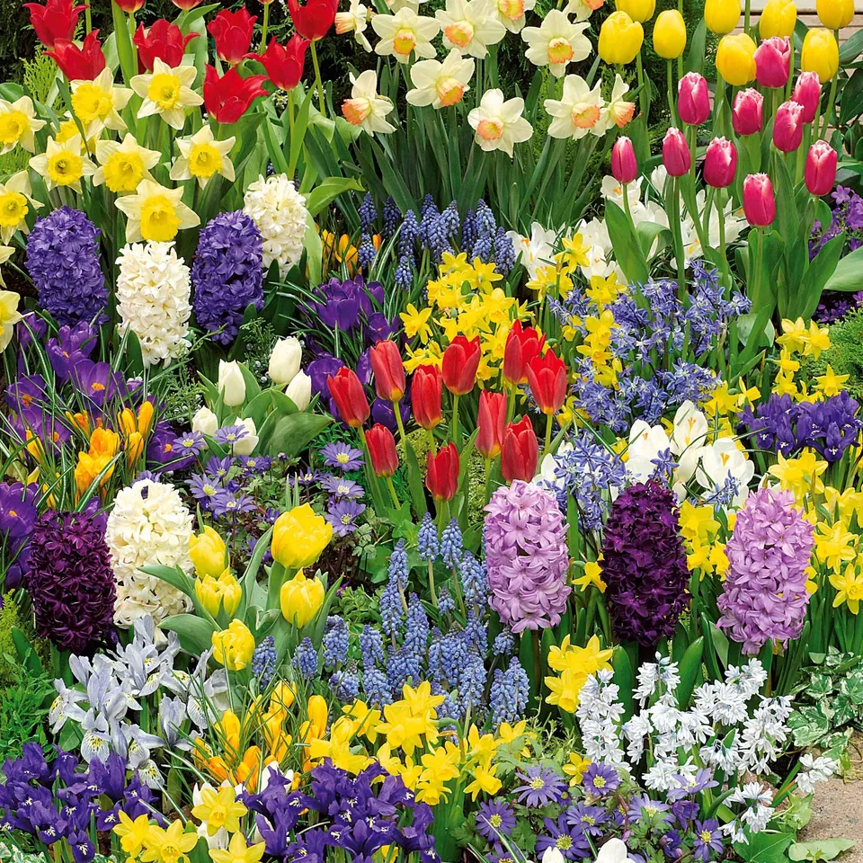 Bakker Collection 200 bulbes floraison printanière