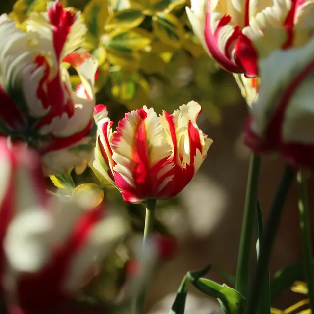 Bakker Flaming Parrot tulipe perroquet 7 bulbes rouge jaune