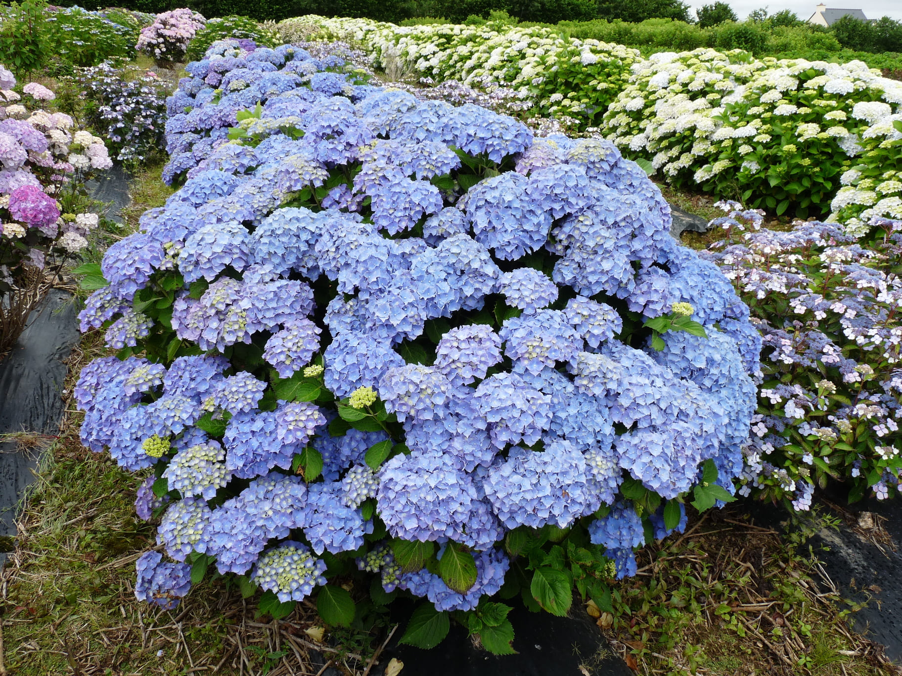 Les Hortensias du Haut Bois Queen Wilhelmina hortensia macrophylla rond godet
