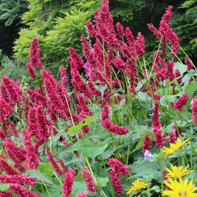 Passion Vivaces Persicaria Dikke Floskes plante vivace épis rouges