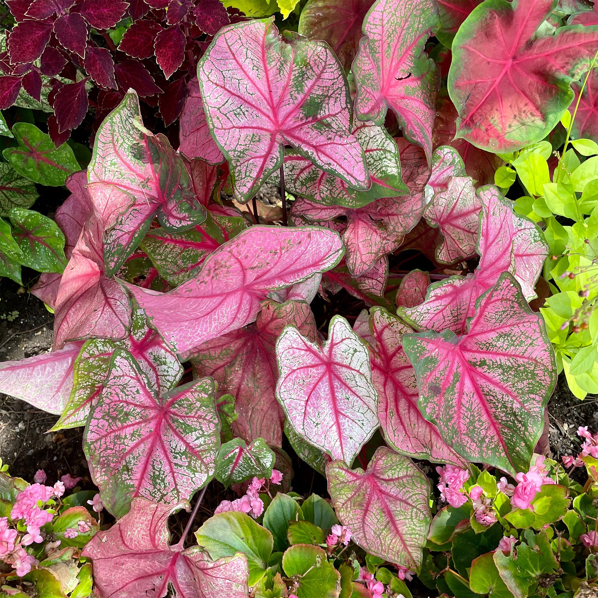 Bakker Caladium Cherry Blossom intérieur 1 bulbe rose