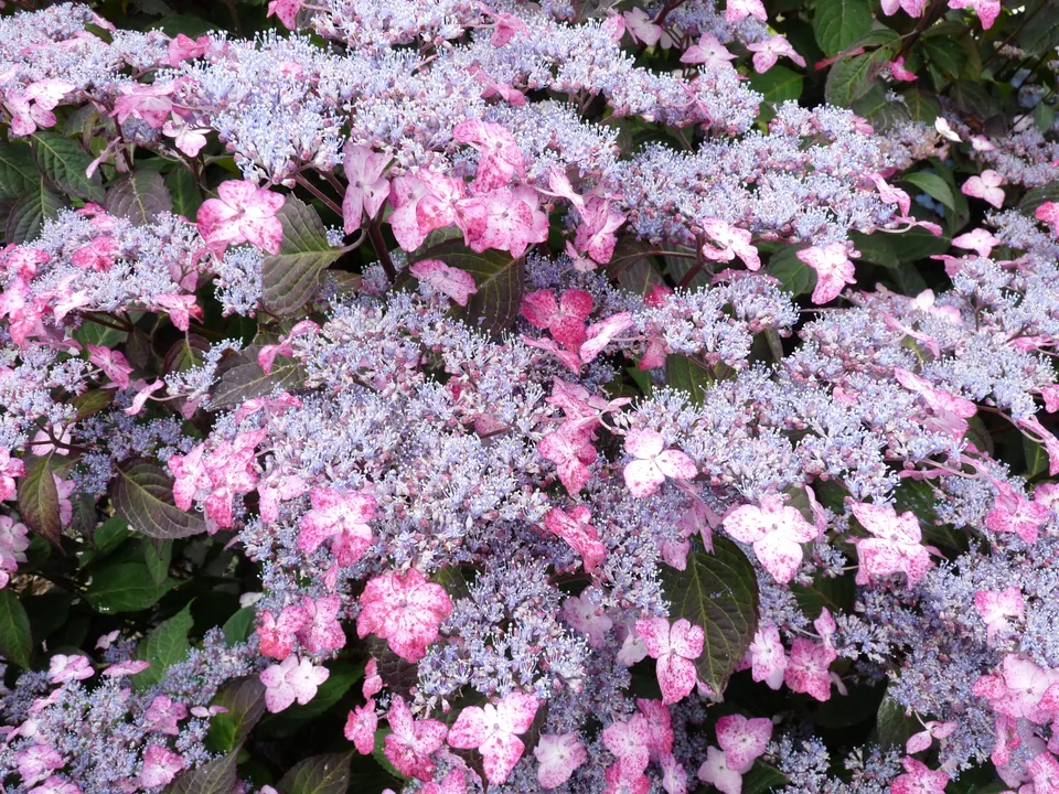 Les Hortensias du Haut Bois Beni Gaku hortensia serrata godet