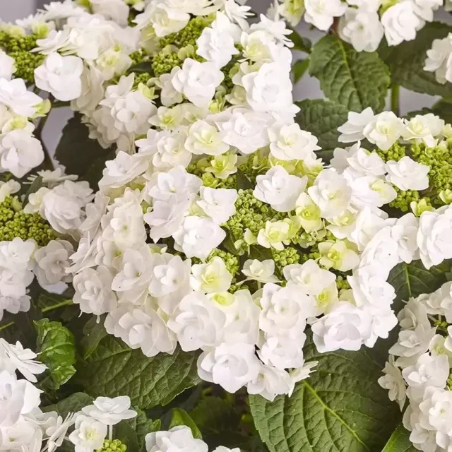 Hydrangea macrophylla Wedding Gown hortensia fleurs rondes godet