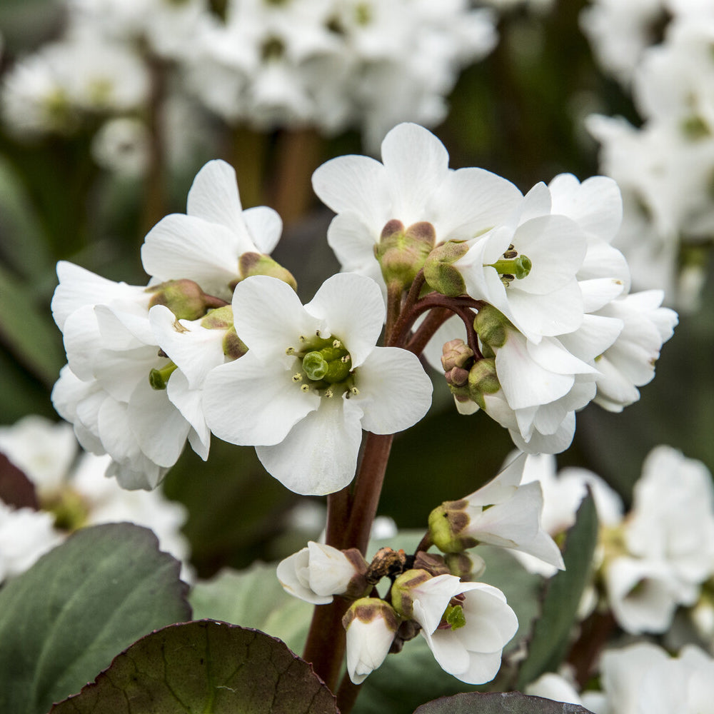 Bakker Bergénia Bressingham White vivace pot 9cm fleurs blanches