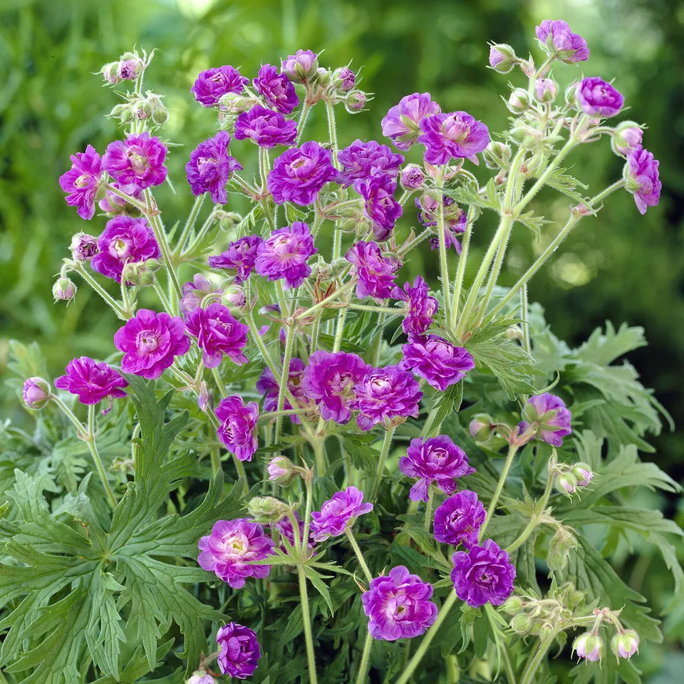Bakker Géranium Himalaya Plenum vivace violet pot 9cm