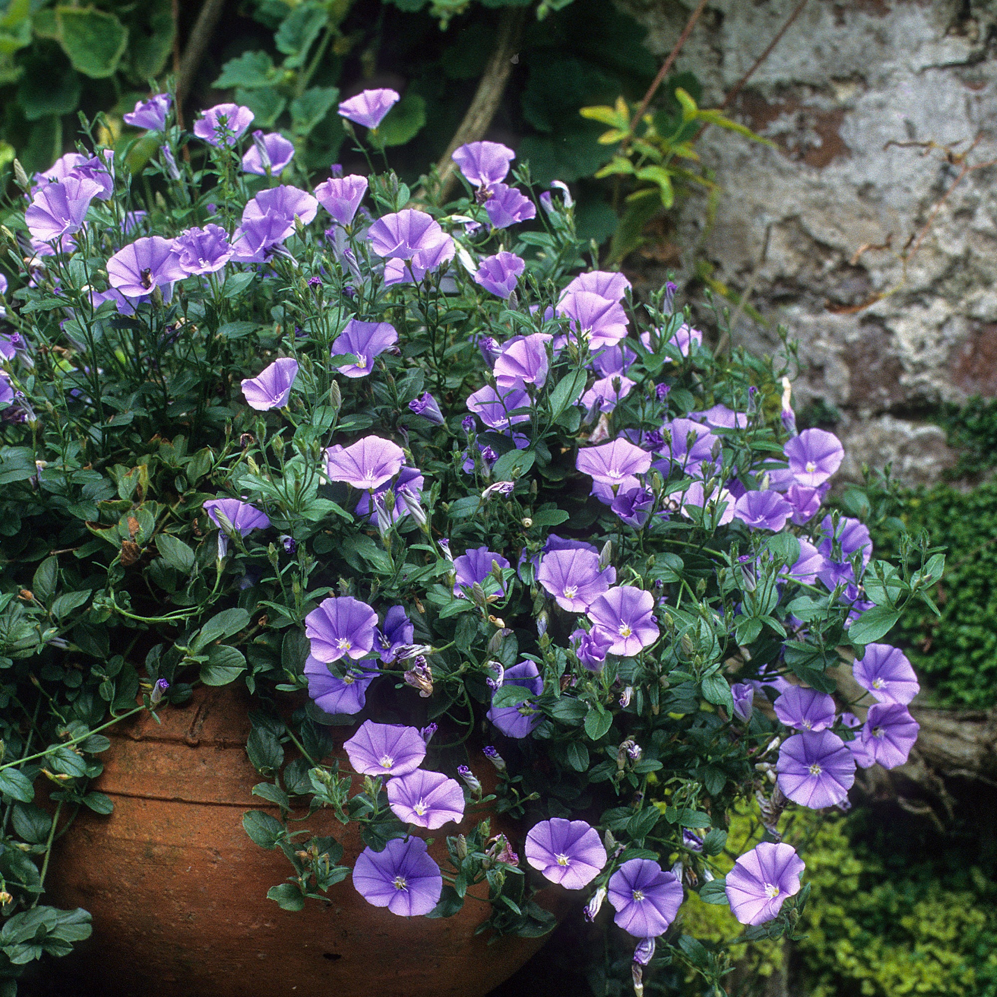Bakker Liseron Mauritanie Deep Blue couvre-sol pot Ø9cm