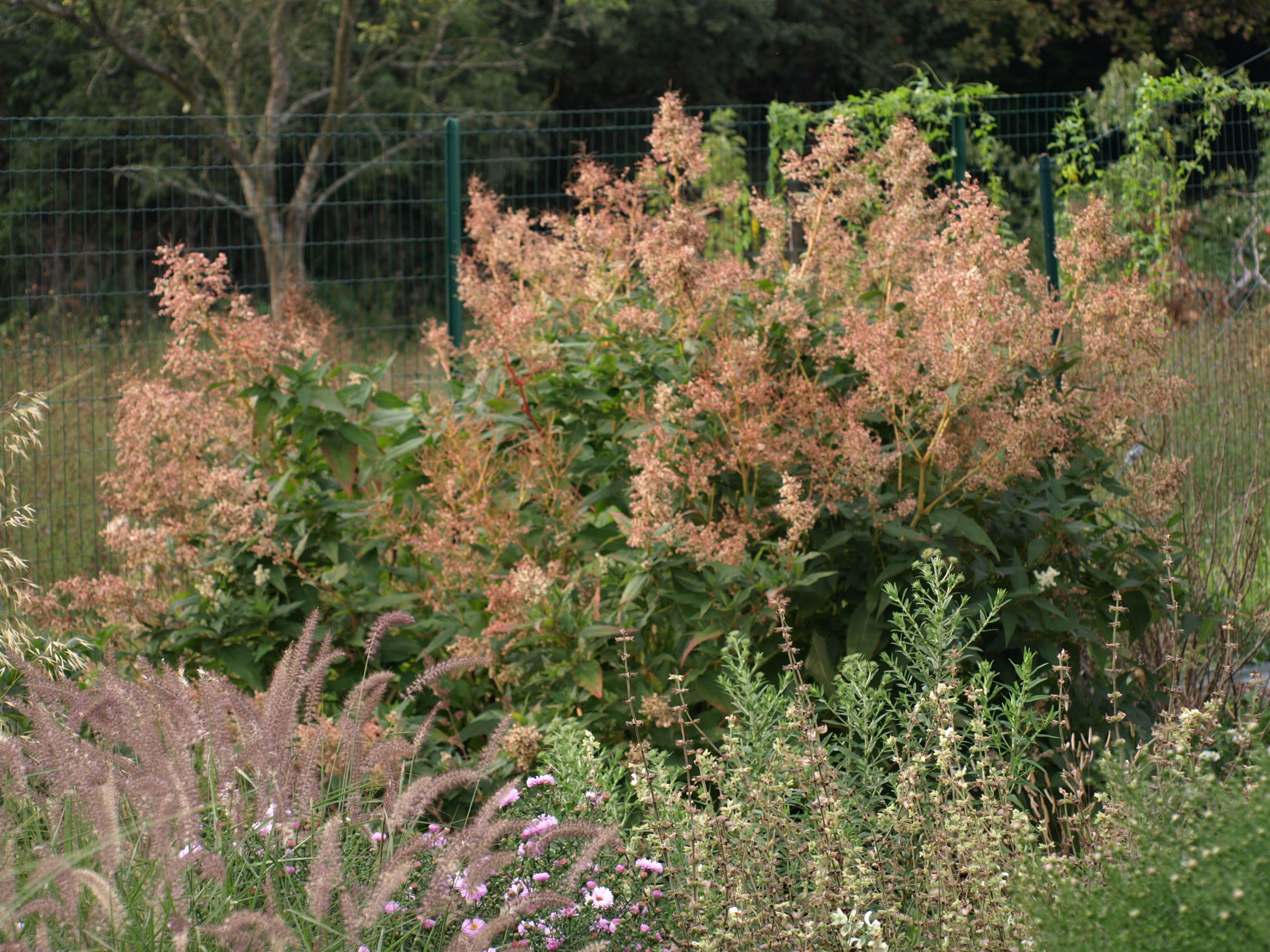 Passion Vivaces Persicaria polymorpha persicaire blanc crème robuste