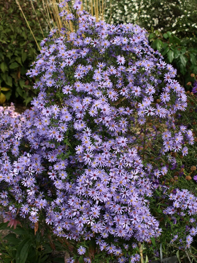 Passion Vivaces Aster cordifolius Blue Haven plante pot 1L bleue