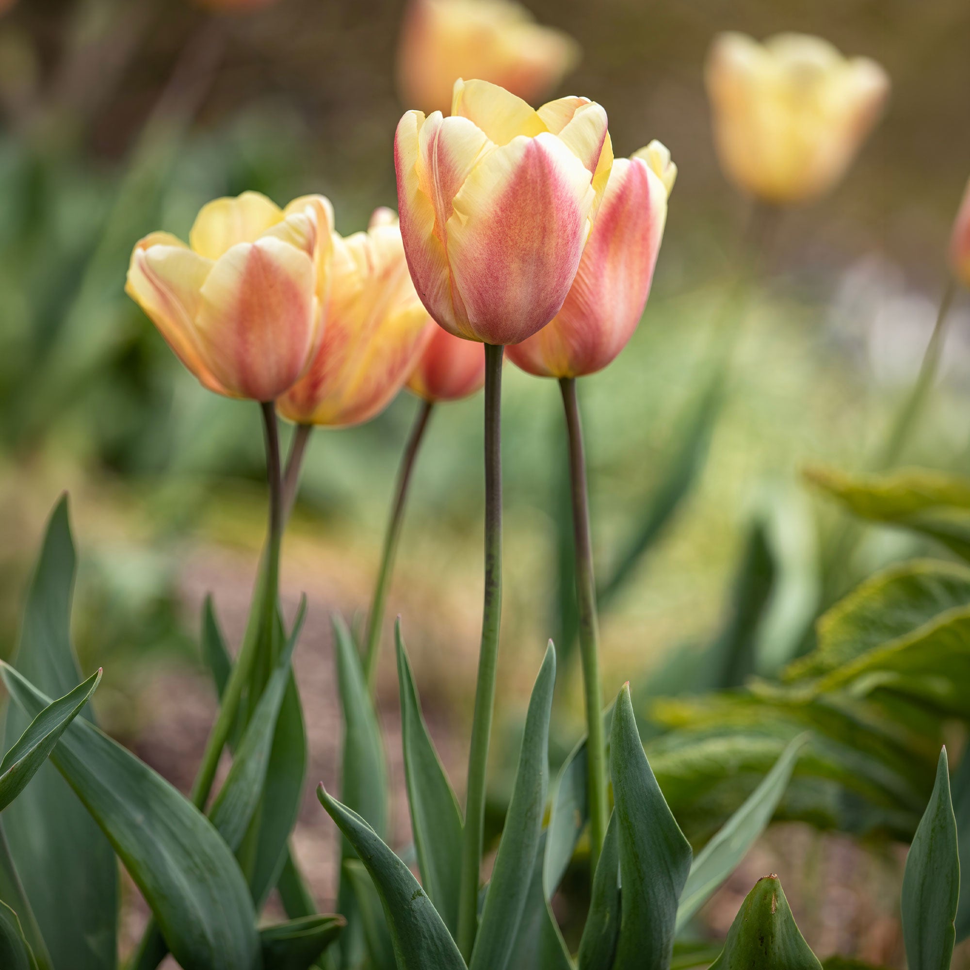 Bakker Tulipes Triomphe Apricot Foxx bulbes sachet 10 parfumée