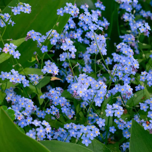 Bakker Myosotis des marais vivace bleue pot 9cm bassin