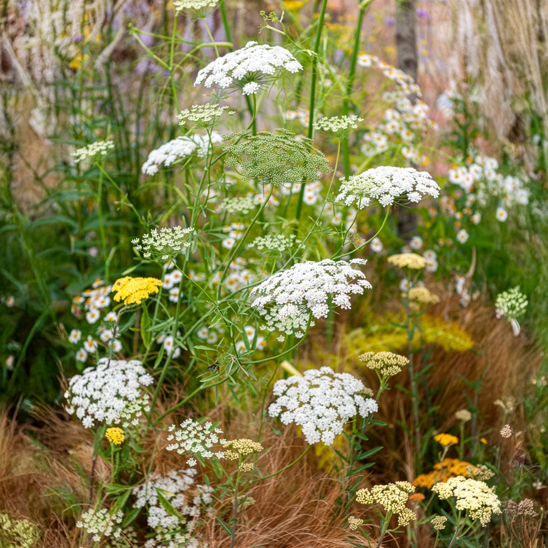 Bakker Ammi élevé graines fleurs blanches sachet 720 graines