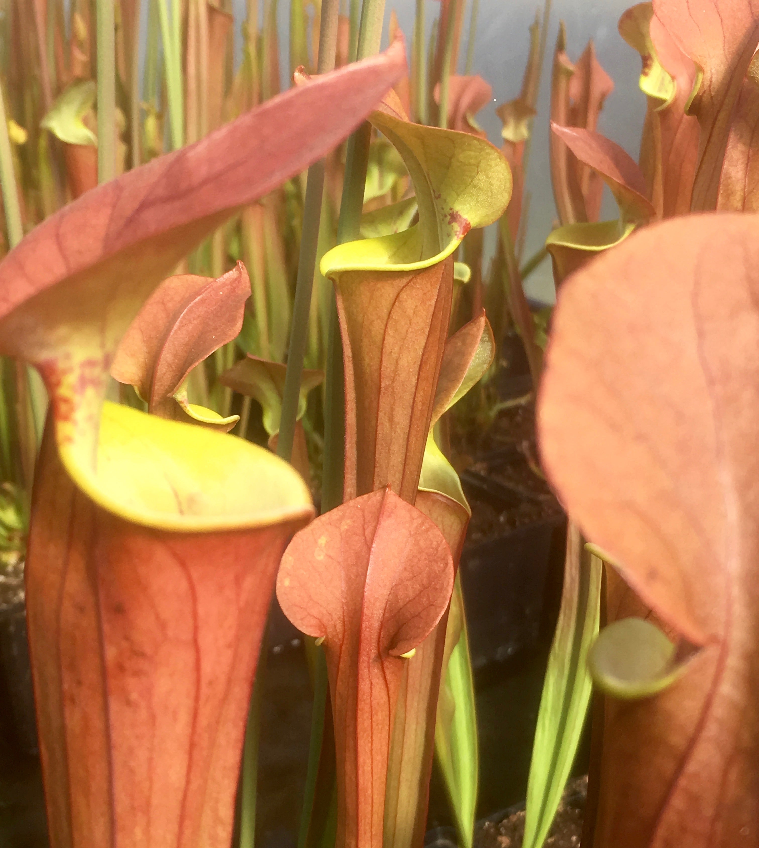 Carniflore Sarracenia x tygo plante carnivore rouge pot 11cm