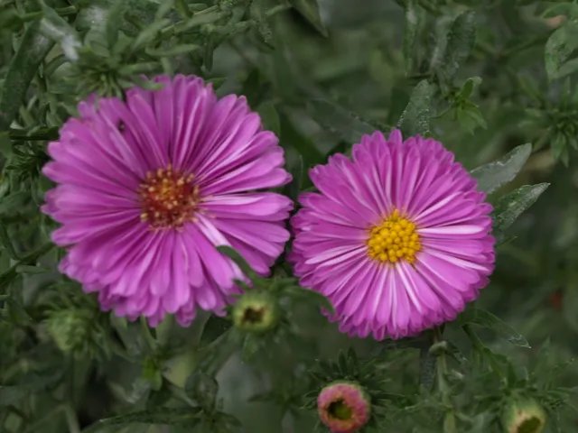 Passion Vivaces Aster Patricia Ballard plante godet rose foncé