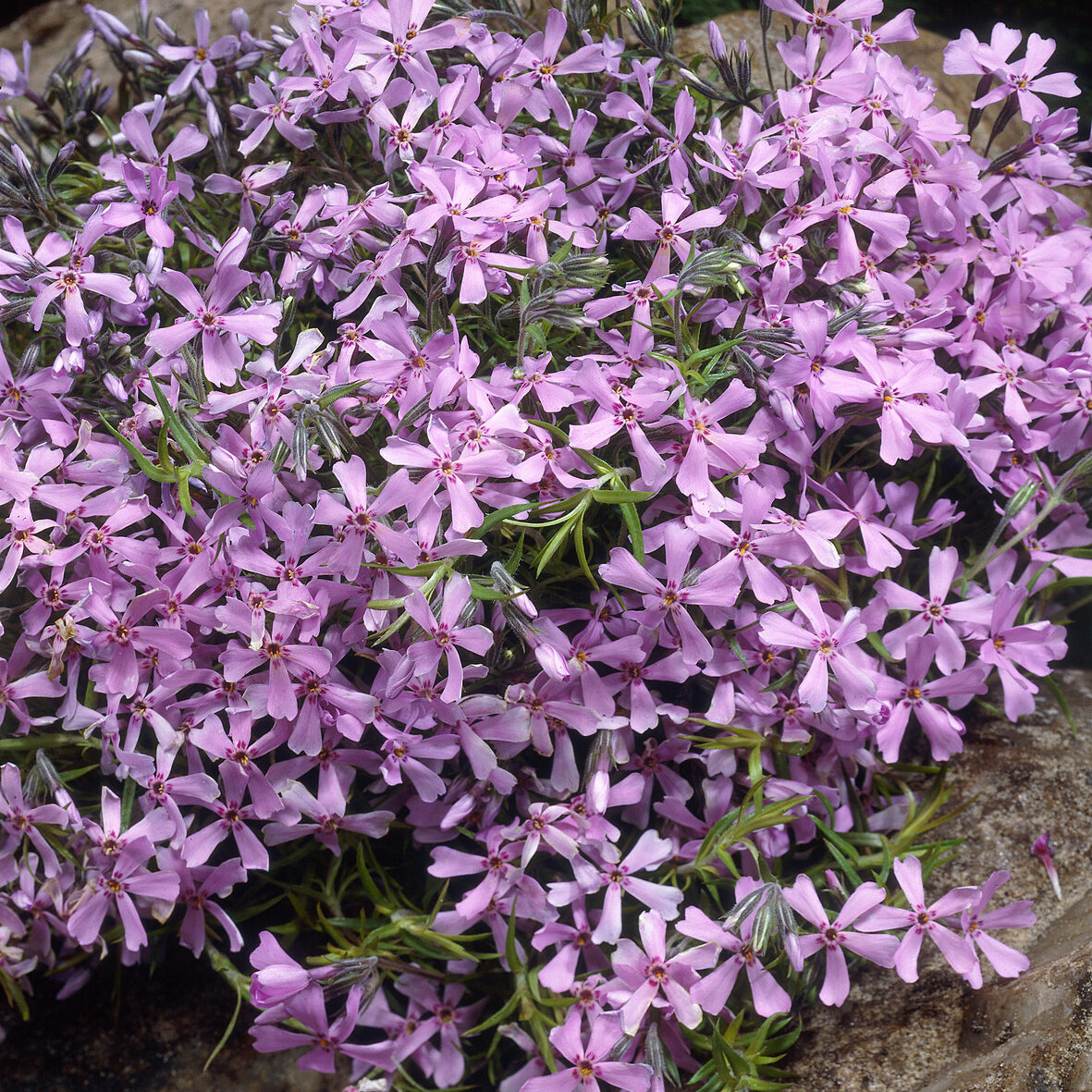 Bakker Plantes vivaces Phlox mousse Moerheimii plante 3 pots 9cm
