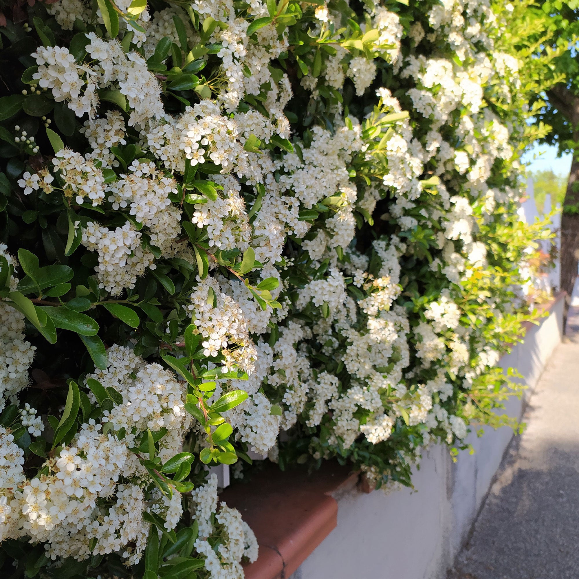 Bakker Pyracantha Saphyr Rouge buisson ardent lot 3 pots 9cm haie