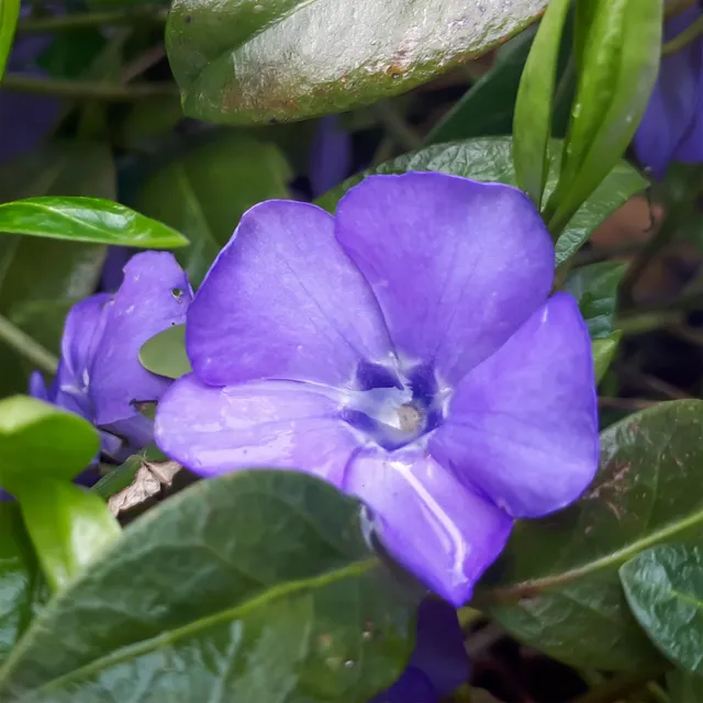 Bakker Petite pervenche Flower Power pot Ø 9cm violet