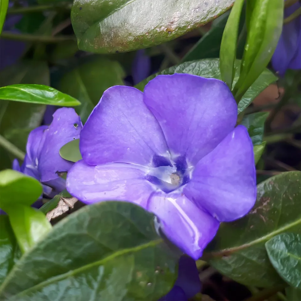 Bakker Petite pervenche Flower Power pot Ø 9cm violet