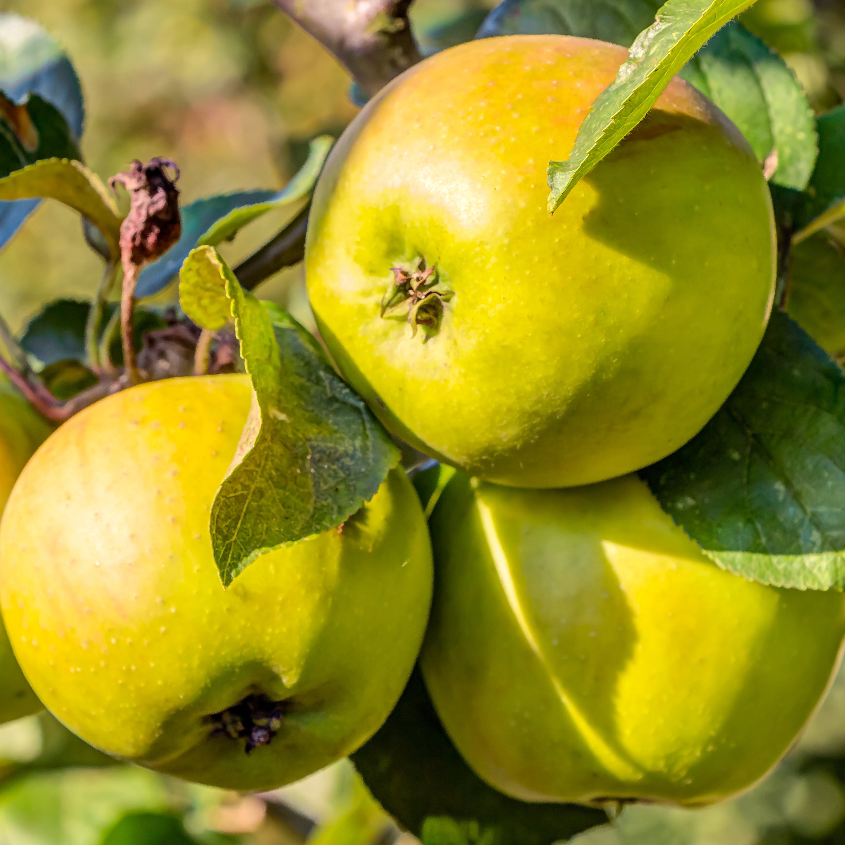 Bakker Golden Delicious pommier motte demi-tige jaune