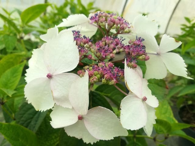 Les Hortensias du Haut Bois Grayswood Hydrangea serrata hortensia godet