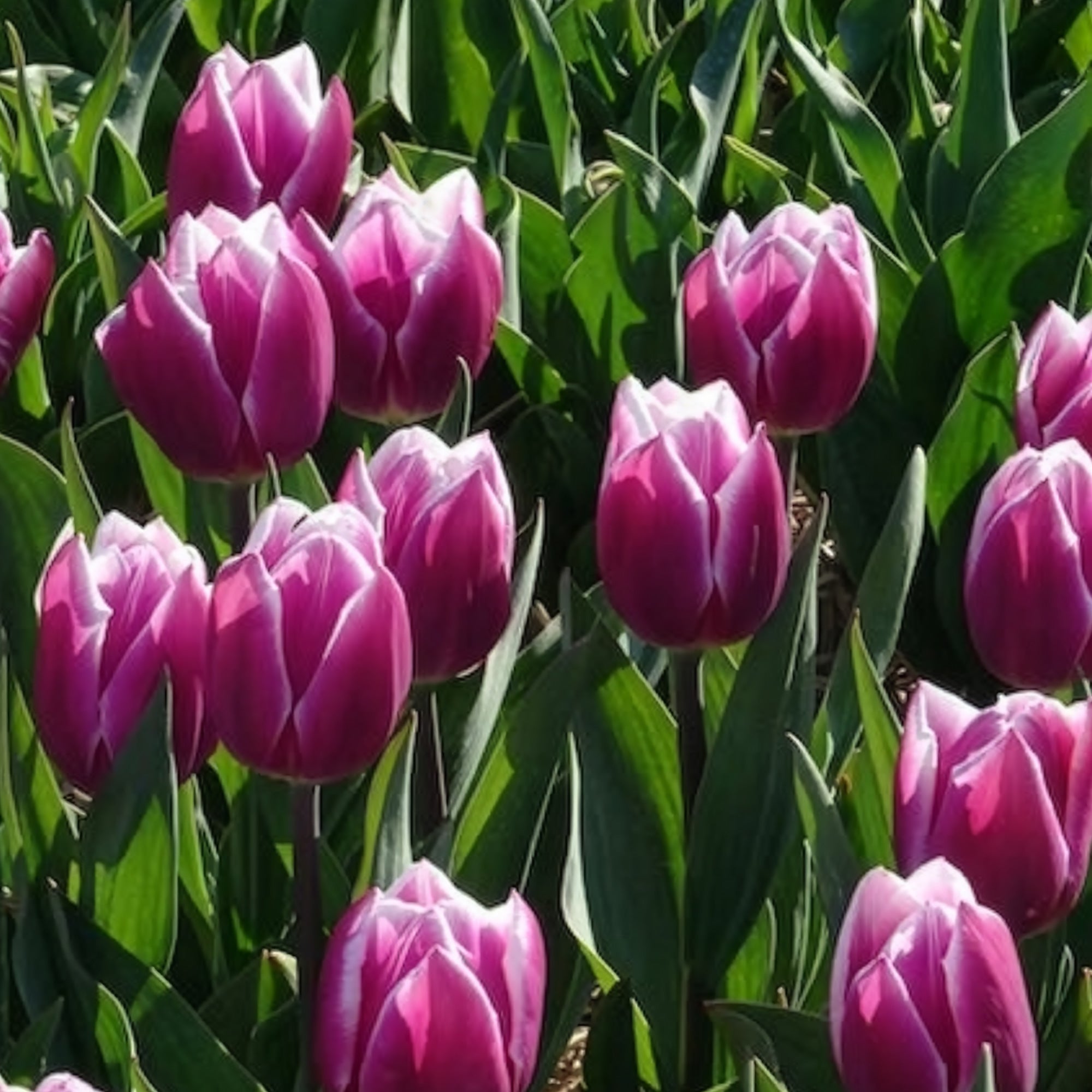 Bakker Tulipe Synaeda Blue bulbe triomphe violet x7