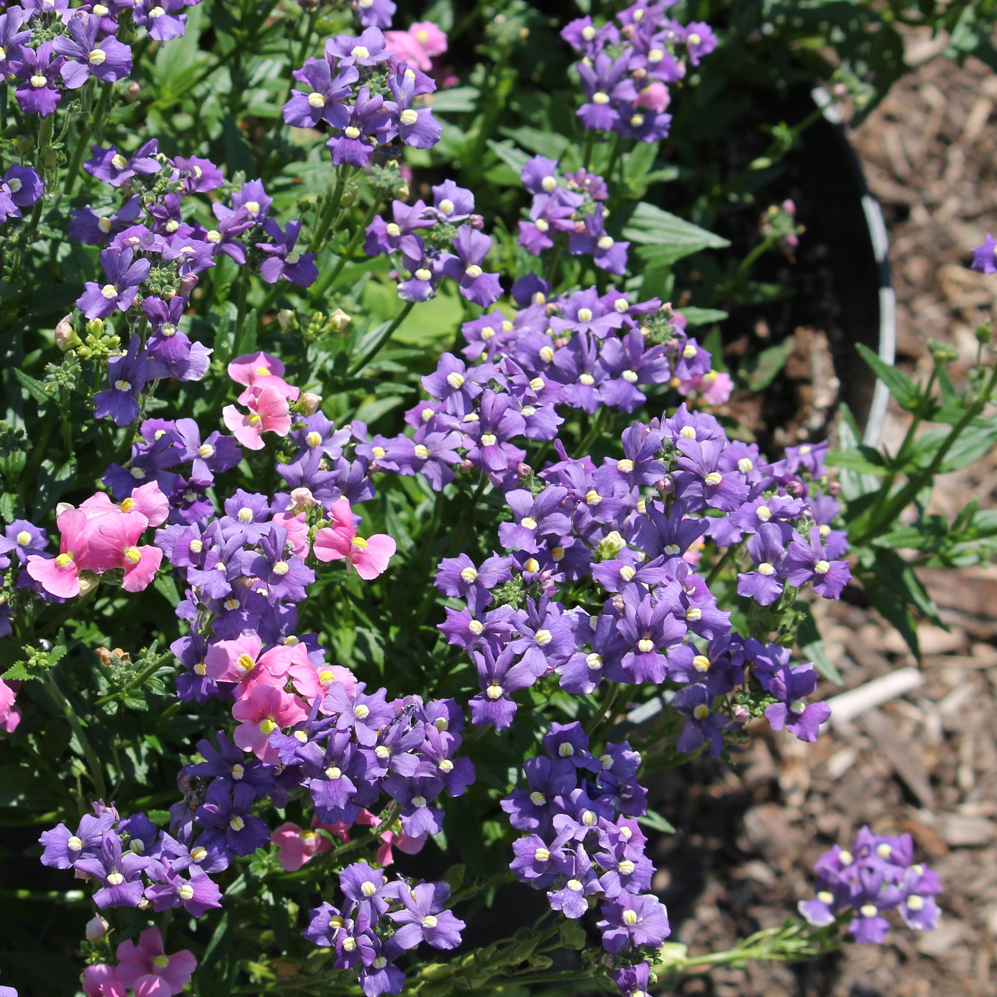 Bakker Némésie Bleue Nemesia caerulea fleur pot 10,5cm