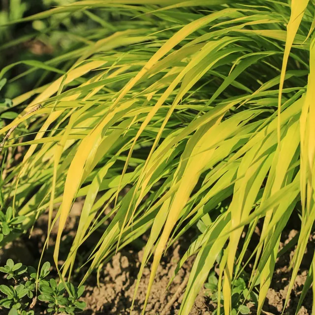 Bakker Herbe du Japon All Gold graminée pot 9cm ombre