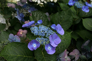 Haut Bois Hydrangea macrophylla Iowa hortensia fleurs plates